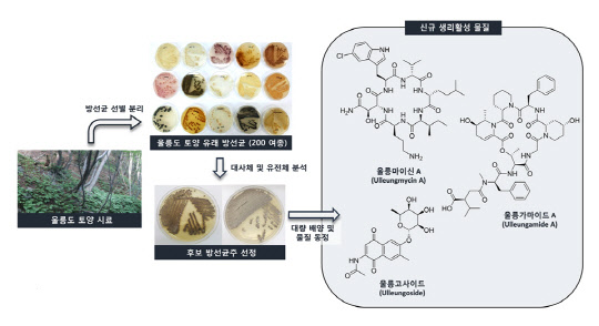 울릉도 토양에서 분리한 토종 방사균들로부터 새로운 생리활성물질을 발굴한 연구 과정(자료 : 생명연)
